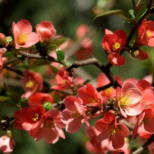 Flori din gradinile bucurestene