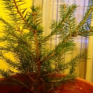 Braduţul de Crăciun cu poveste
